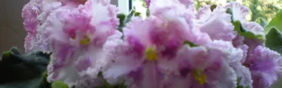 Фиалки на подоконнике зимой! Когда их начинать пересаживать для весеннего  цветения? Как пересадить? - YouTube