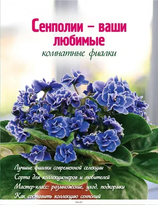 Вечноцветущие фиалки (сенполии): существуют ли такие? | Есть время под  солнцем | Дзен