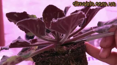 Сенполия (фиалка) Mix d12 l20 купить с доставкой в Украине | Цветущие в  интернет магазине Шарм24