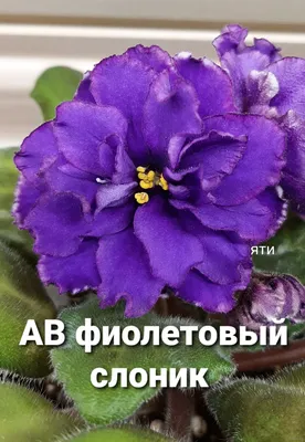 Архив Мини и полумини фиалки, сенполии ✔️ 7 грн. ᐉ Другие комнатные  растения в Краматорске на BON.ua 83132203