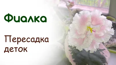 СКОРАЯ ПОМОЩЬ грунт д/сенполии (фиалки) с удобр. АВА 2,5л. пакет (СЗТК). в  Иркутске
