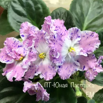 Купить фиалки. Сенполии, узамбарские фиалки в Киеве. Разные цвета