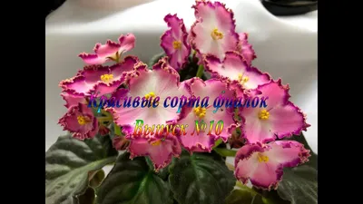 Самые красивые сорта фиалок. | Fialki.ru