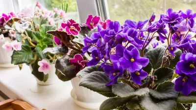 Как ухаживать за фиалками в домашних условиях: маленькие секреты | myDecor