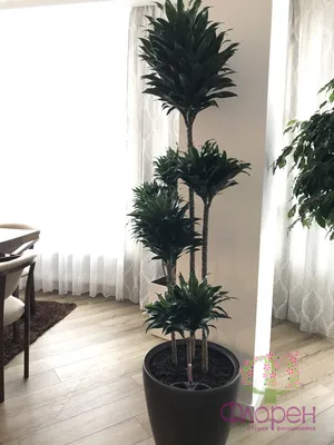 Urban jungle: растения в интерьере | БЛОГ на Viyar Bazar