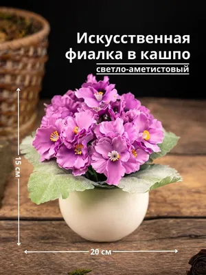 Царство фиалок Татьяны Пономаревой - KP.RU