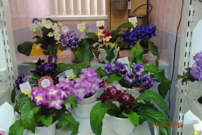 Без споров и упреков | ILovePlants-Москва