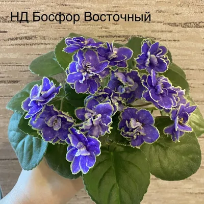 Фиалка сортовая Муранское стекло (свежесрезанный лист). Купить в Минске —  Домашний мир Ay.by. Лот 5035191500