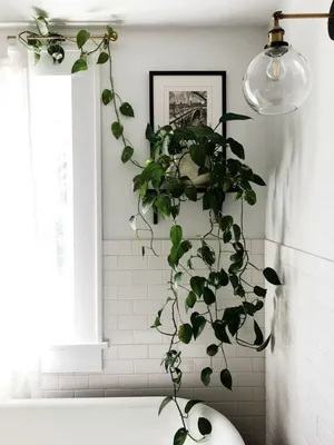 Без споров и упреков | ILovePlants-Москва
