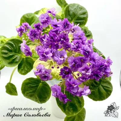 Фиалка трехцветная (Viola tricolor L.)