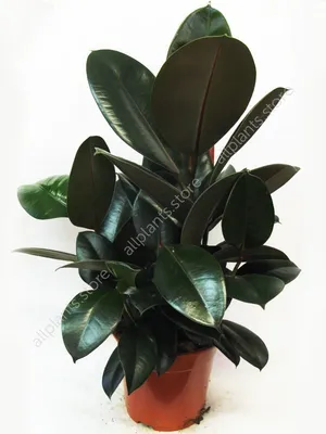 Комнатное растение Фикус Абиджан. Чем он отличается от Фикуса Робуста :  ищем отличия) - YouTube