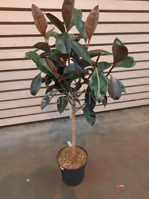 FICUS retusa/микрокарпа - Страница 2 - Флоринка - цветочный форум