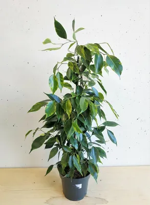 Фикус Бенджамина Анастасия (Ficus Benjamina Anastasia)