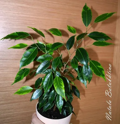 Ficus benjamina “Anastasia”