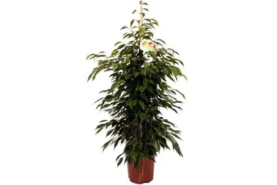 Ficus benjamina “Anastasia”