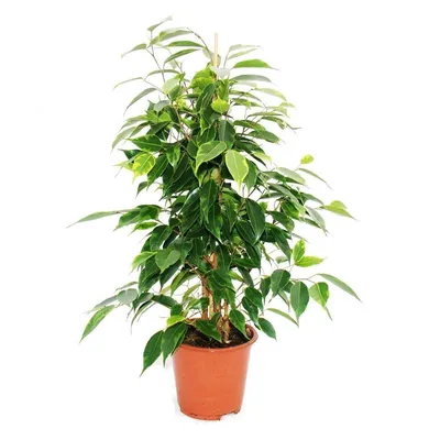 Фикус Бенджамина (Ficus Benjamina) Анастасия купить в Орше, закажи, а мы  доставим.