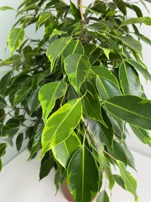 Ficus benjamina 'Anastasia', Weeping Fig 'Anastasia' in GardenTags plant  encyclopedia