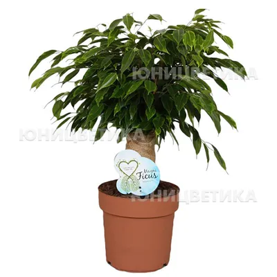 Ficus Anastasia – Vivero Chillan | Árboles y Plantas Ornamentales