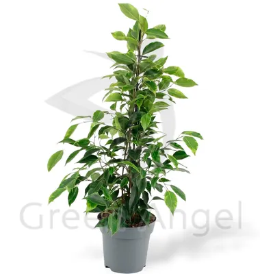 Cling-On® Anastasia Weeping Fig Houseplant