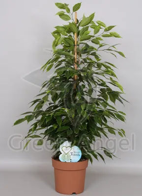 Ficus benjamina anastasia hi-res stock photography and images - Alamy