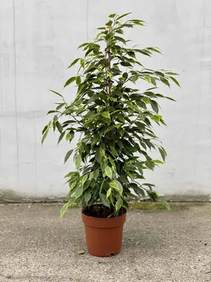 Ficus Benjamina Anastasia Ruby Beyaz Saksılı - Fidan Burada