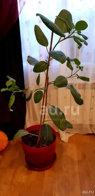 Фикус бенгальский Одри ( Ficus benghalensis Audrey )