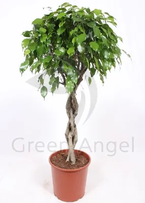 Фикус бенджамина переплетенный гигант высотой 120см в горшке (Ficus  benjamina exotica twist) купить с доставкой в СПб