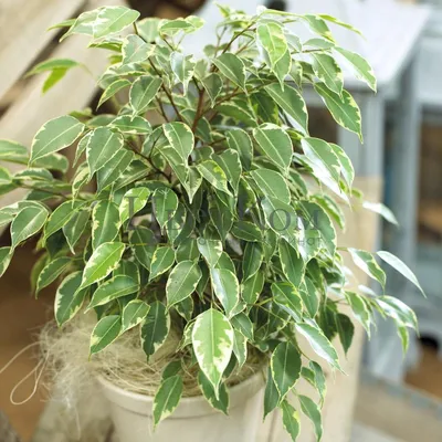 Фикус бенджамина переплетенный гигант высотой 130см в горшке (Ficus  benjamina exotica twist) купить с доставкой в СПб