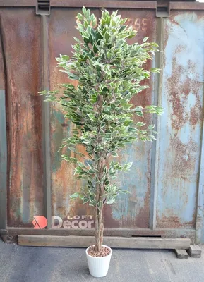 Фикус Бенджамина Голден Кинг Ficus Benjamina Golden King, 16 дм, 1 шт -  купить по выгодной цене в интернет-магазине OZON (501644192)