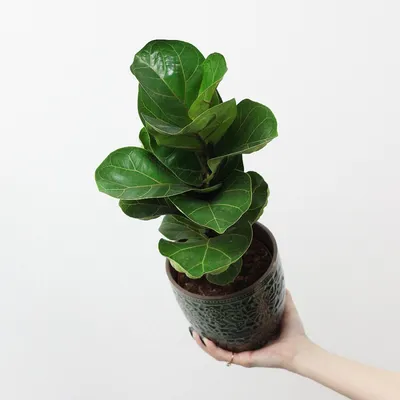 🌿 Фикус Лирата Бамбино 🌿 растения для дома и офиса
