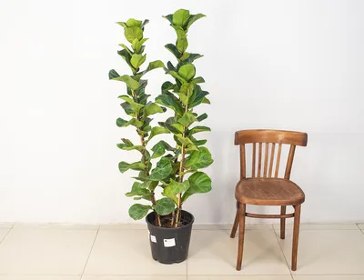 Два Ботаника - Комнатное растение Фикус Лирата Бамбино 145 см, арт. 10632
