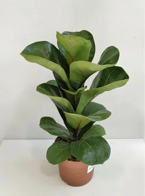 Фикус Лирата Бамбино (Ficus Lyrata Bambino)