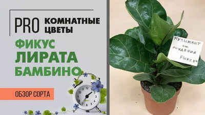 Фикус Лирата Бамбино (2 ствола) 21/90 – купить в Москве недорого с  доставкой – Plantis