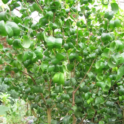 Коллекционный объект БСИ ДВО РАН: Ficus benjamina (Фикус Бенджамина 'Барок ')(Сорт:Baroque)