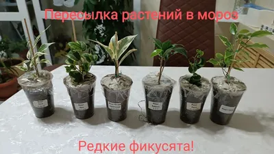 Фикус Бенджамина: все об уходе за комнатным деревом - РИА Новости,  26.05.2022