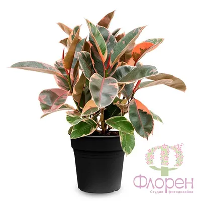 Ficus 'Belize' - Garden Crossings