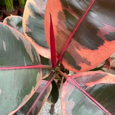 Belize Rubber Plant, Ficus elastica 'Belize', Monrovia Plant