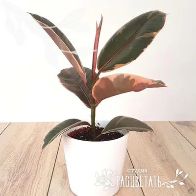 pileaplantshop - Our beautiful big 3 Stem Ficus Belize has... | Facebook