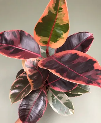 Ficus Elastica 'Belize' XL is a variegated rubber tree | Plant Circle