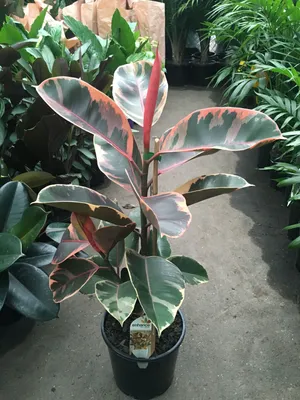 ficus elastica \"Belize\" | Folhagem