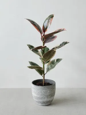 ficus elastica \"Belize\" | Plants, Ficus, Starter plants