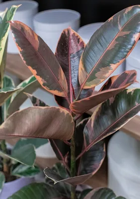 Ficus Elastica Belize baby | Plant Circle