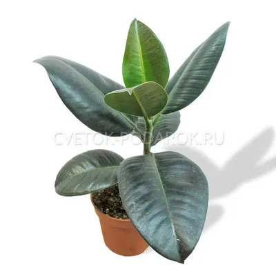 80 - 100cm Ficus Belize 3 Stem Rubber Plant 27cm Pot House Plant – Plants  For All Seasons