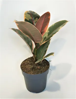 Ficus Elastica 'belize' Red Variegated Rubber Plant - Etsy India