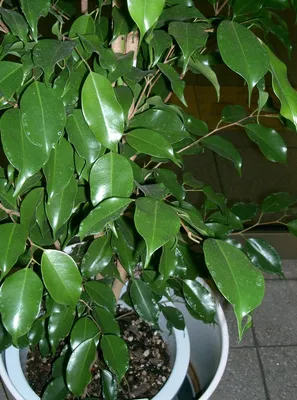 Полный Фикус Бенджамина - в домашних условиях | Ficus benjamina, Plants,  Ficus