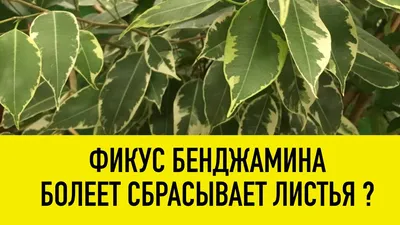 Фикус Бенджамина: все об уходе за комнатным деревом - РИА Новости,  26.05.2022