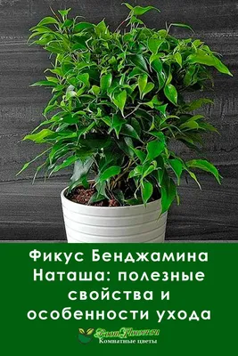 Фикус Бенджамина: секреты выращивания и ухода | Fialki.ru