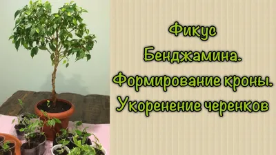 Фикус Бенджамина. Формирование кроны. Укоренение черенков - YouTube