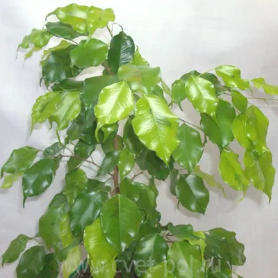 Фикус бенджамина Наоми Голд (Ficus benjamina Naomy Gold)