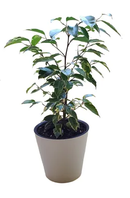 Фикус Бенджамина Голден Кинг Ficus Benjamina Golden King, 16 дм, 1 шт -  купить по выгодной цене в интернет-магазине OZON (501644192)